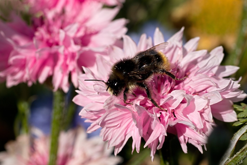 akkerranden akkerrand bloem bloemen flora hdr polder gewas landbouw biodiversiteit landschap cannabis wiet marihuana hasj hennep